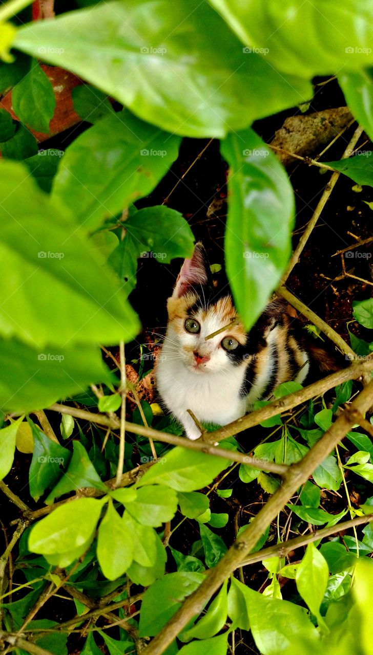 Kitten looking at camera