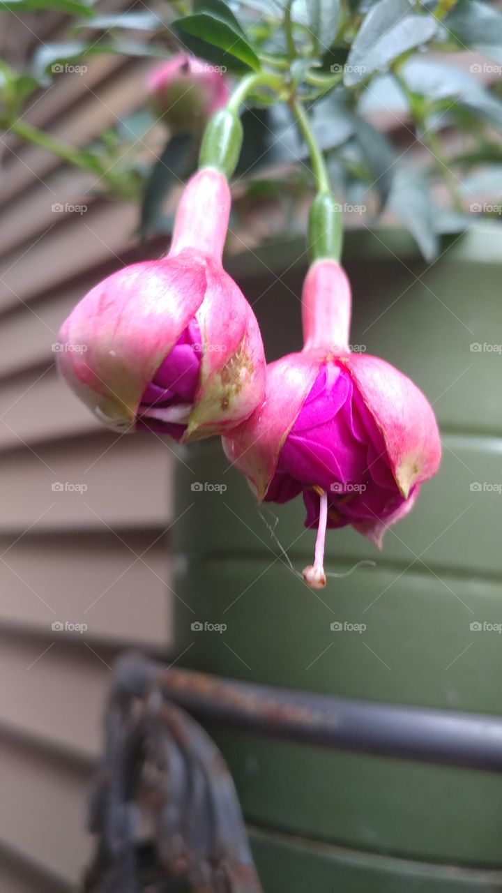 pink flower buds, breaking open