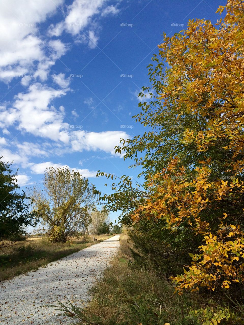 Autumn trail