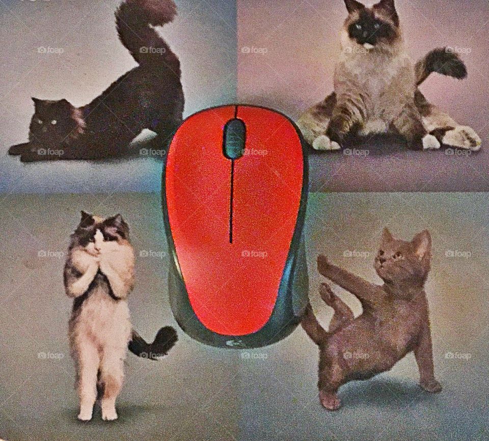 Cat and mouse 