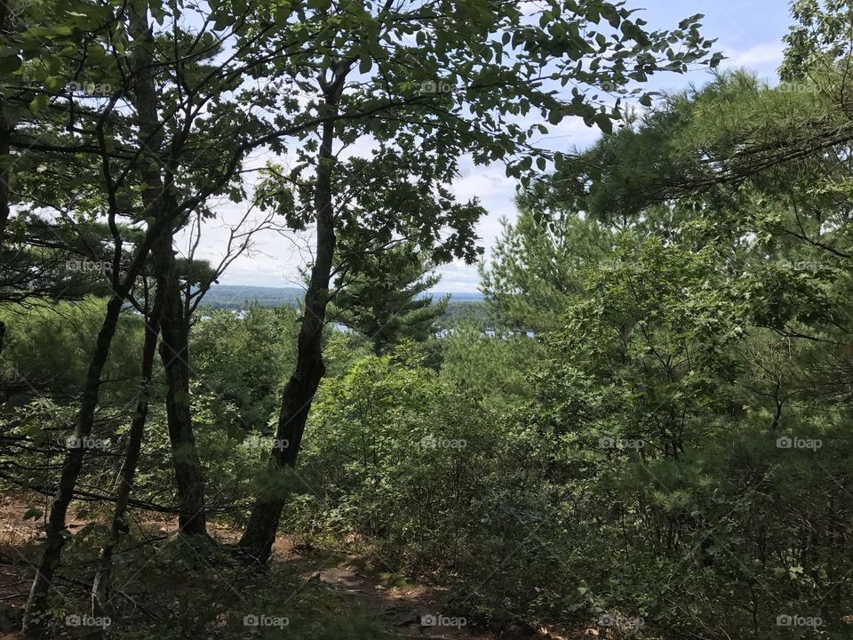 Close up of trees with mountains in the distance