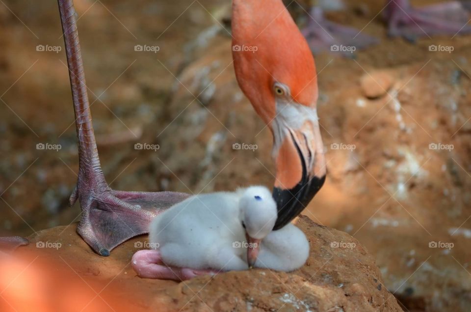 Flamingo baby. Mother flamingo nurturing her baby