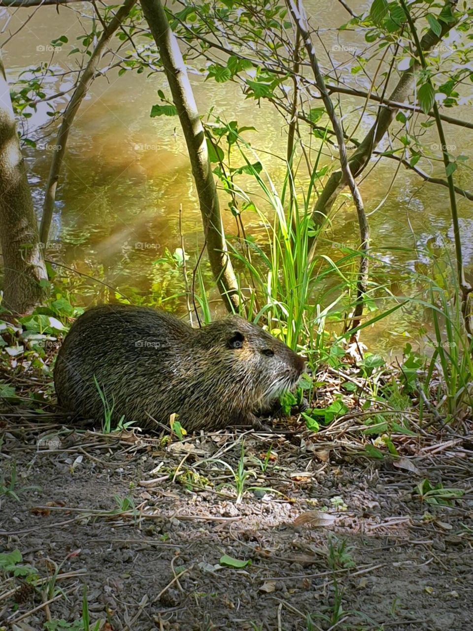 Nutria