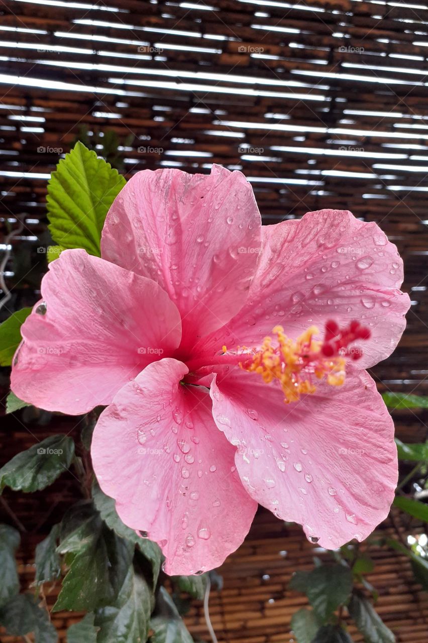 flor rosada mojada por la lluvia