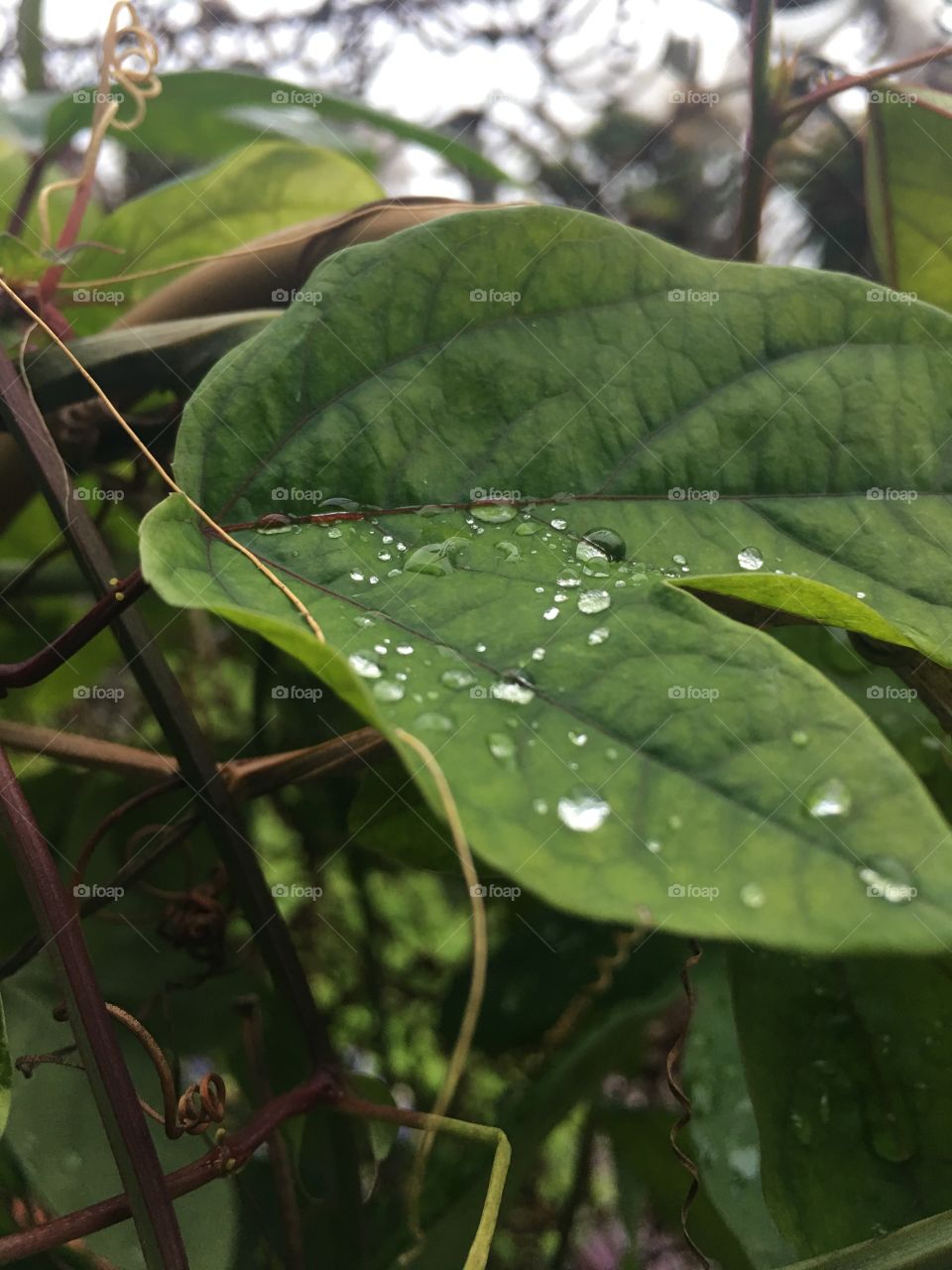 Afternoon water droplets on a passionflower leaf with a foreground of vines and background of grey skies 