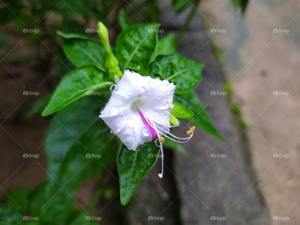white flower with pink nose
