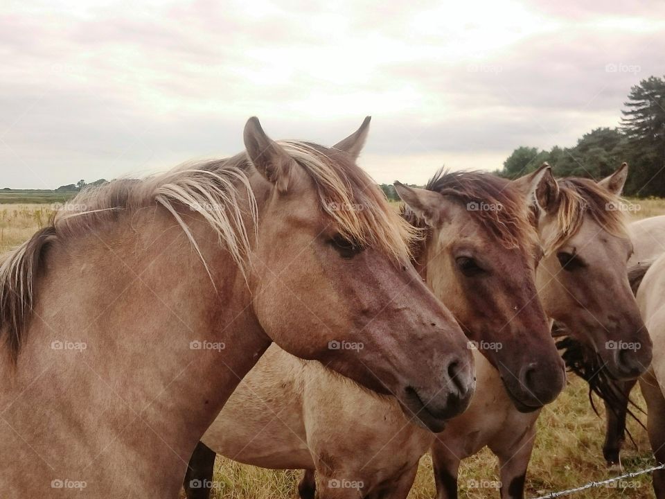 Wild Ponies