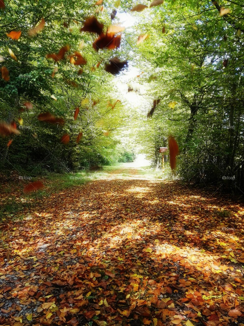 autumn colors, fall foliage