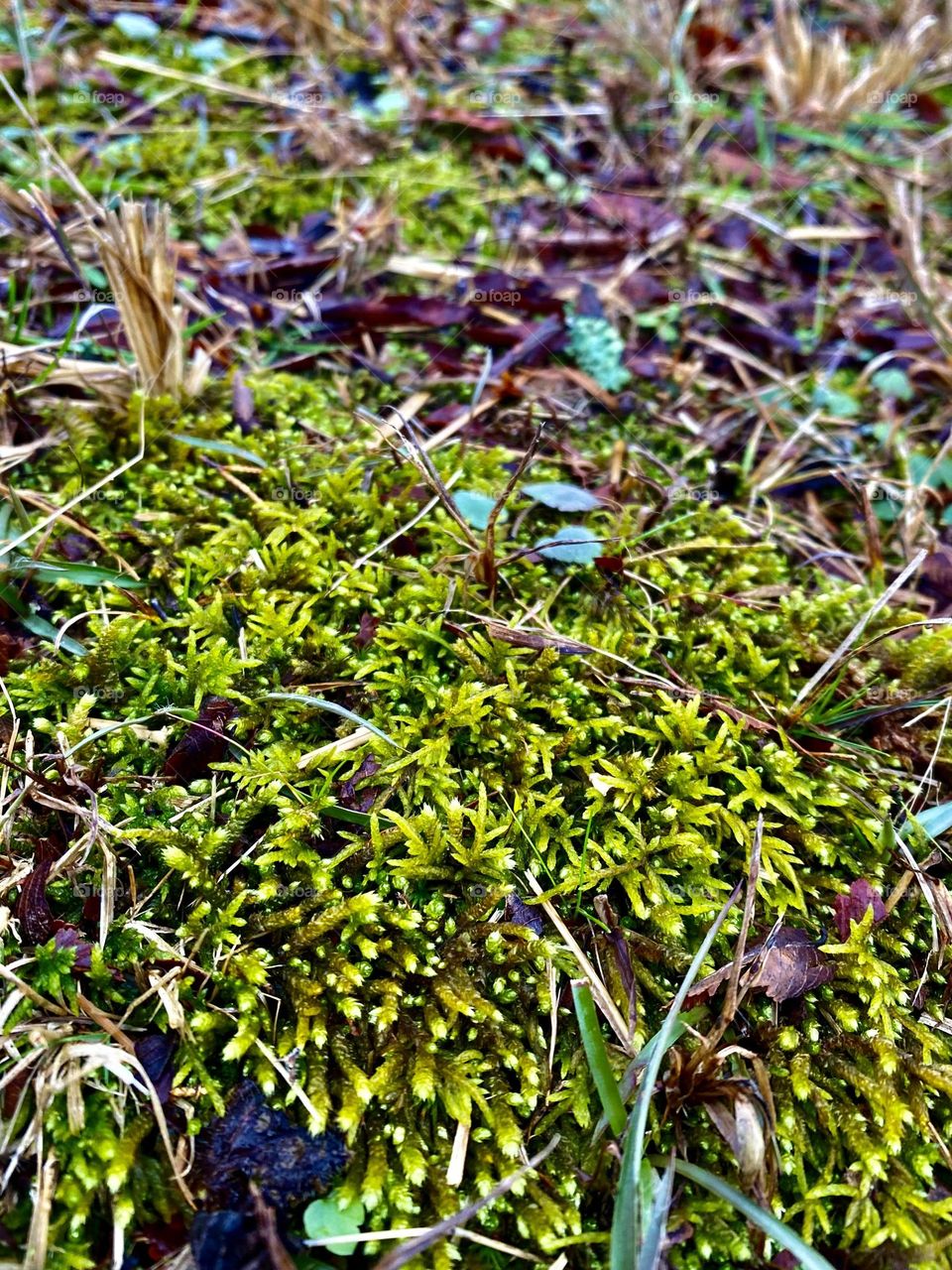 Moss growing on the ground