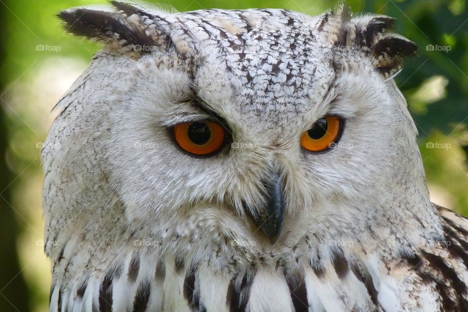 owl 🦉