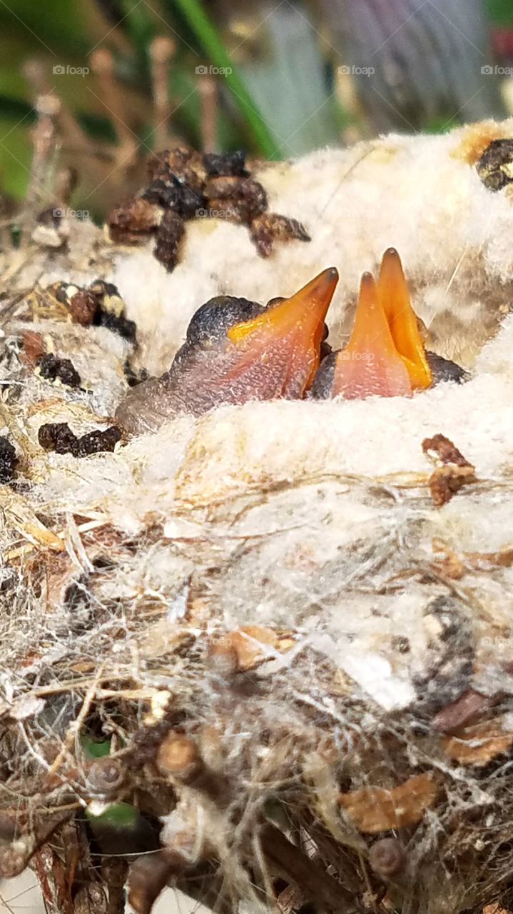 Newly hatched hummingbird chicks