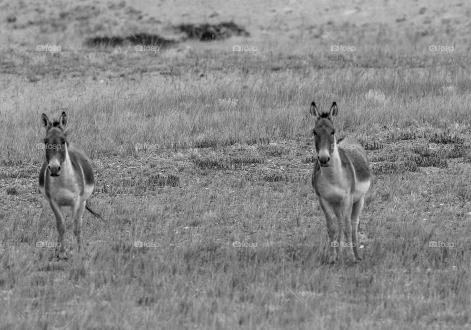 Kiangs in monochrome in Ladakh, Tso kar