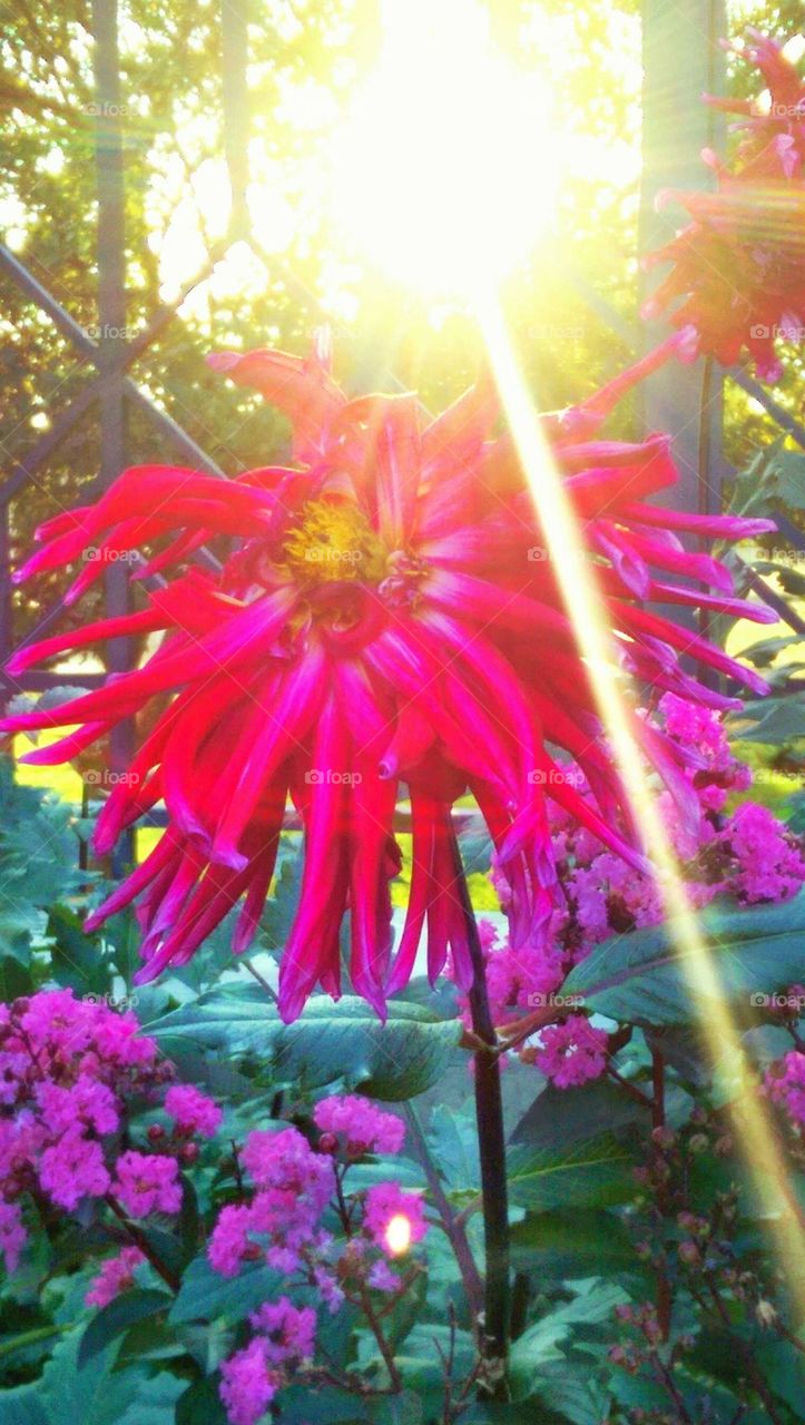 Red flower Kauffman Garden