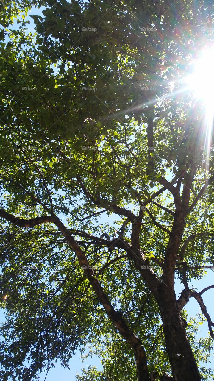 sky. trees. leaves. spring