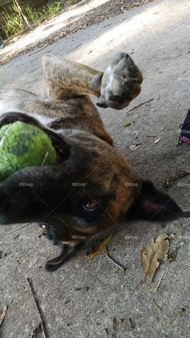 Playing dog