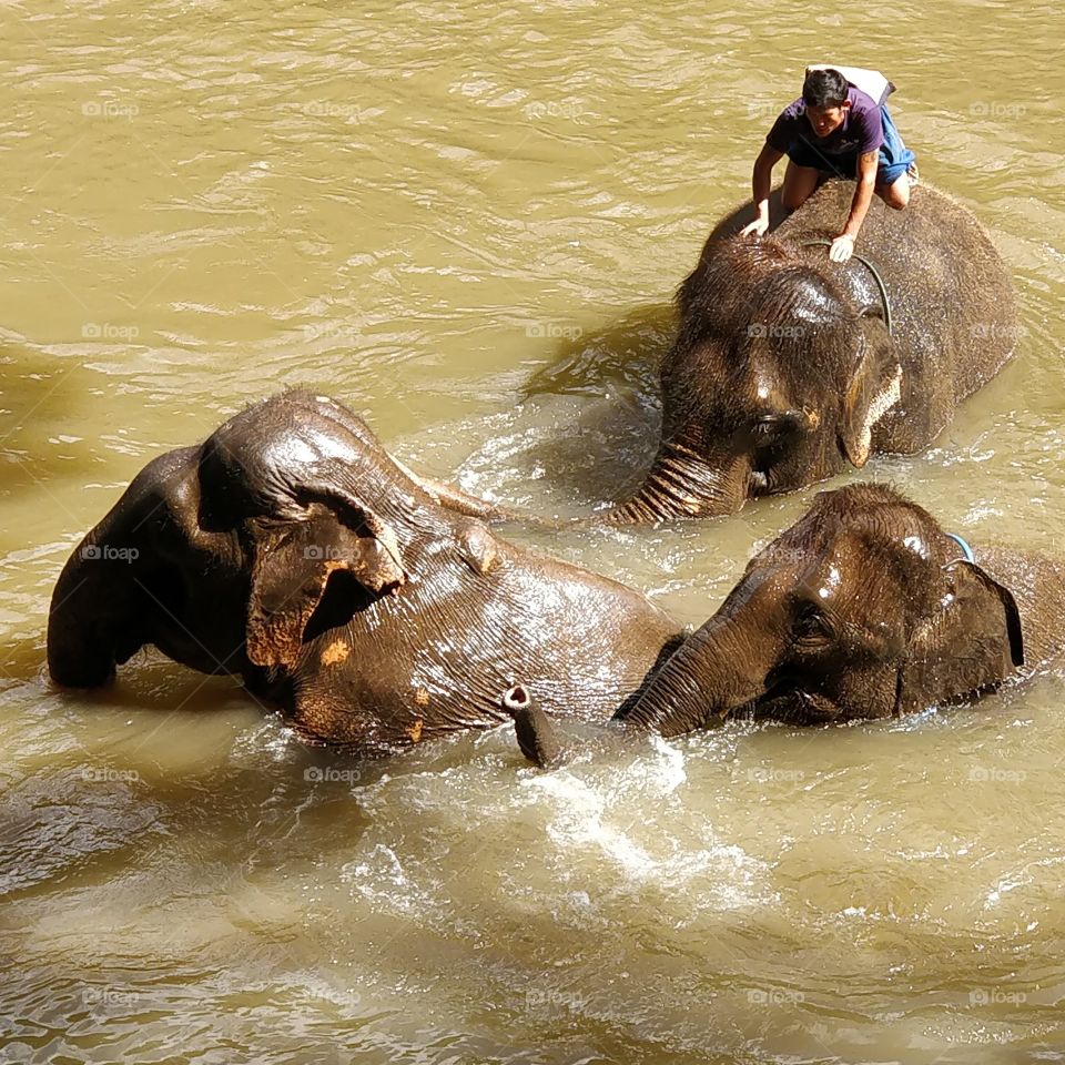 washing Elephant