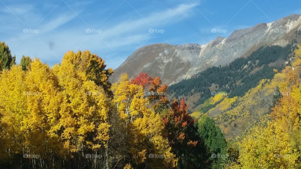 Fall, Nature, Tree, Wood, No Person