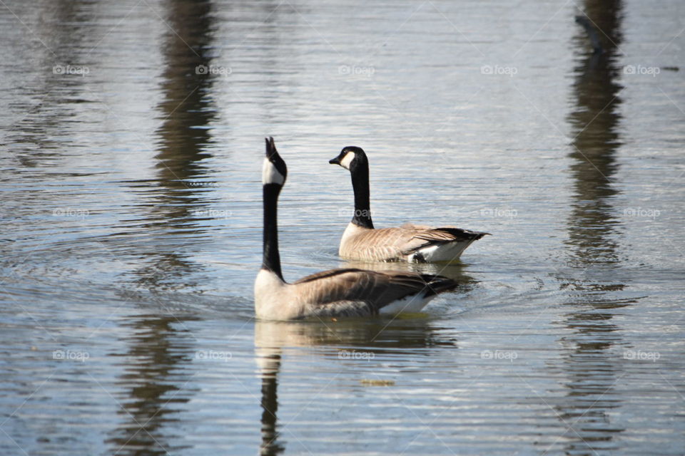 Canada geese swimming and calling