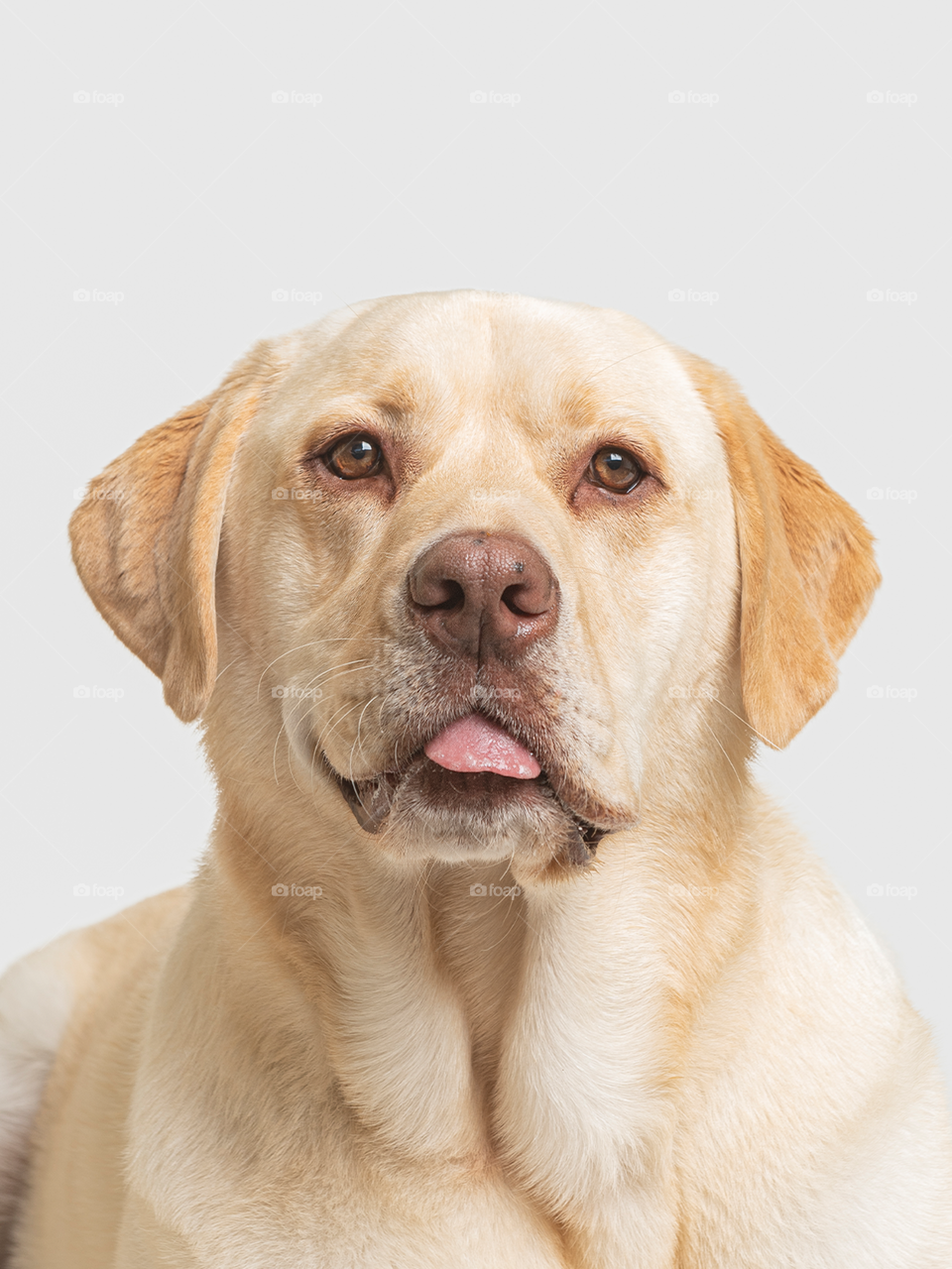 Cachorro da raça labrador de pelagem dourada e olhos castanhos com língua de fora 