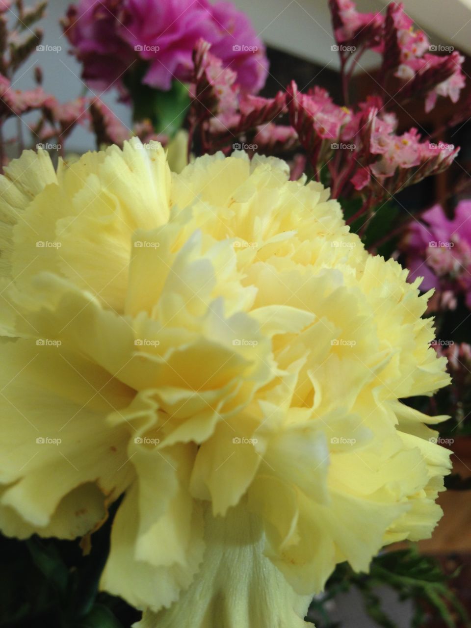 Yellow carnation