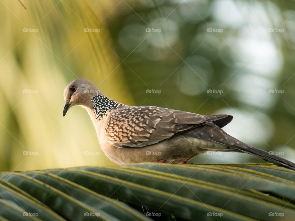 Beautiful Spotted Dove