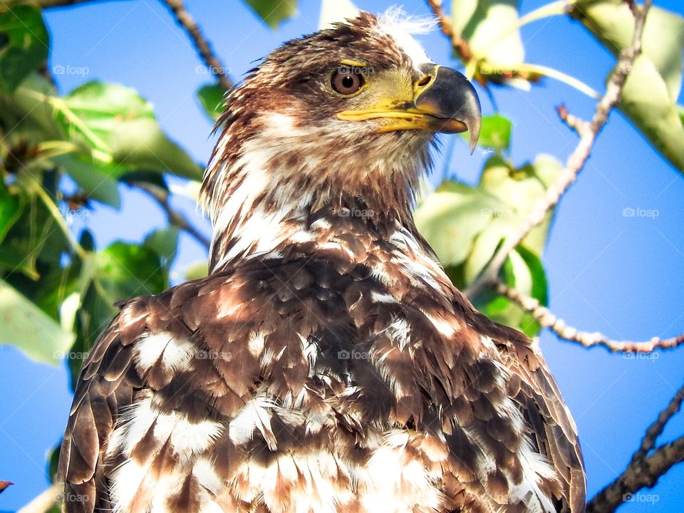 Young eagle