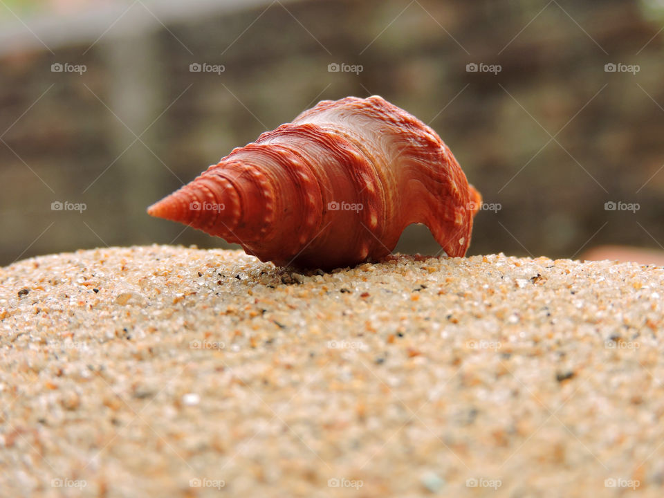 seashell