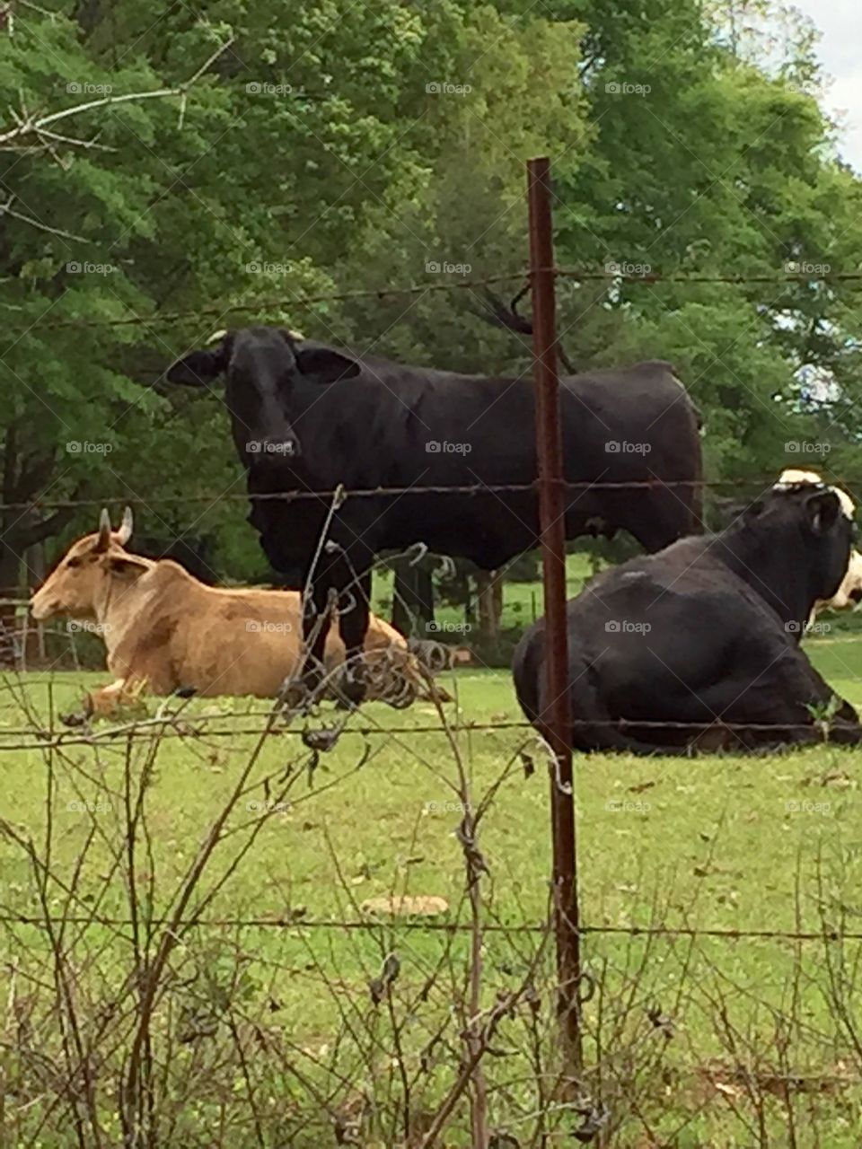 Cows . One standing two lying down.Black one, brown. White one.