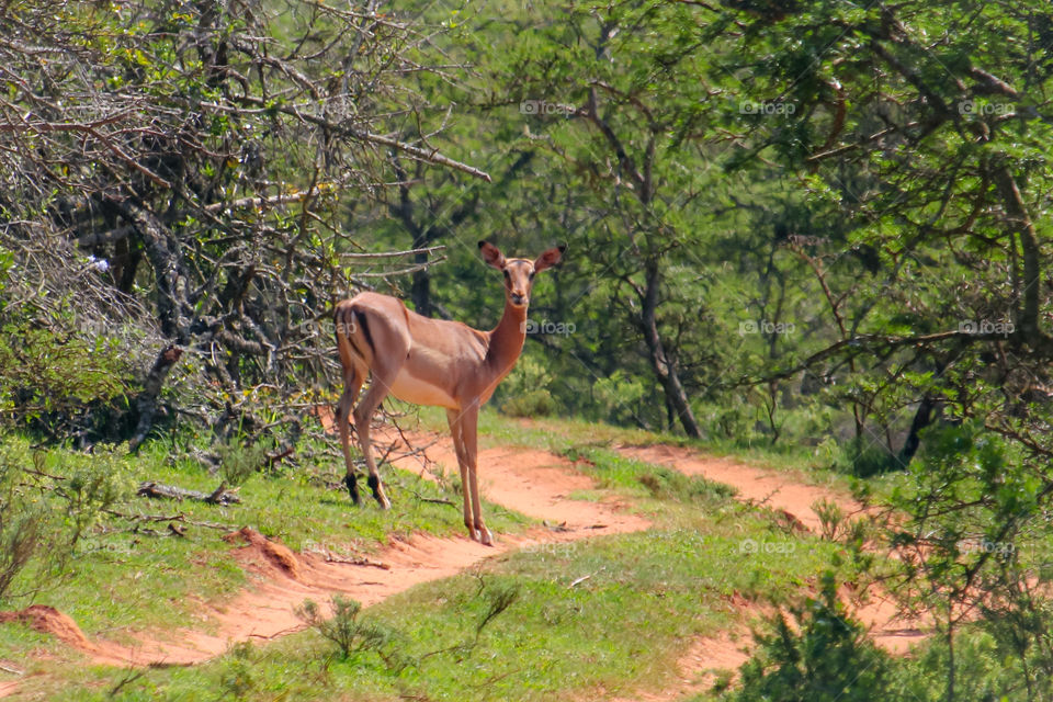 A impala buck in the bushveld