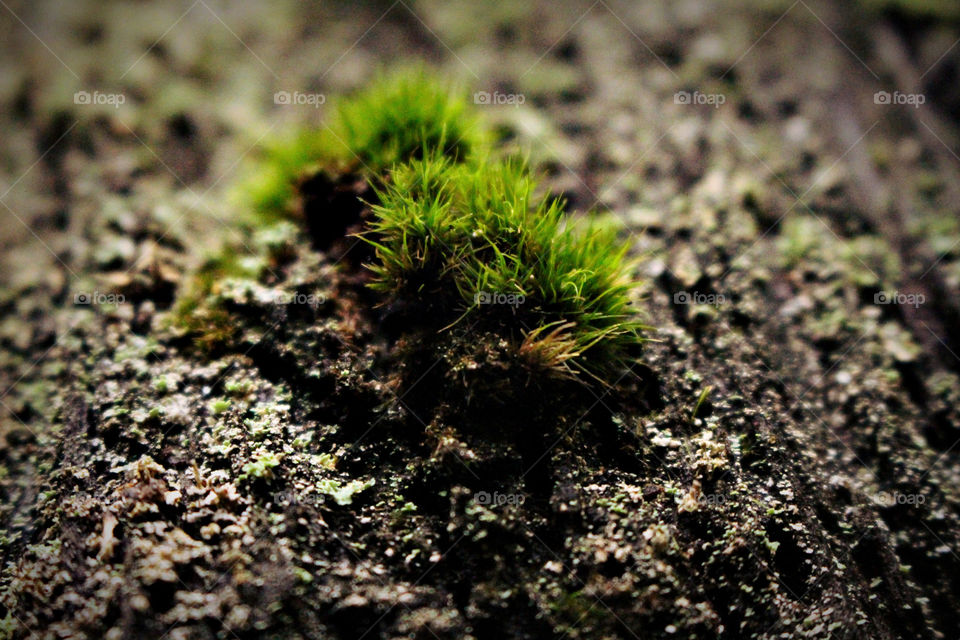 Green fluffy moss close-up