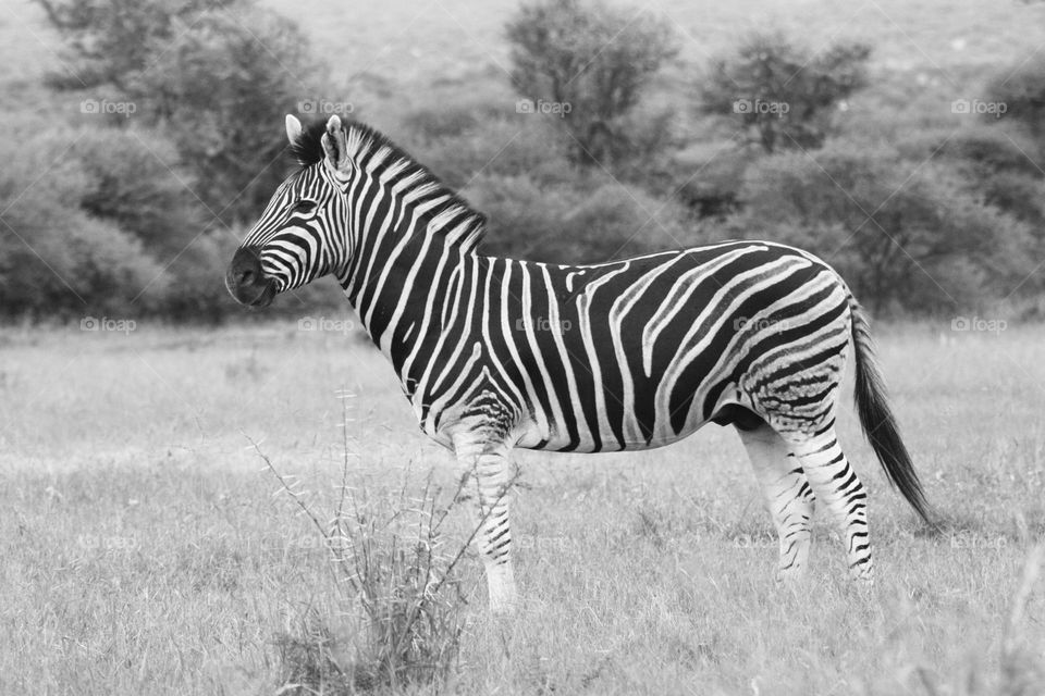 zebra black  and  white