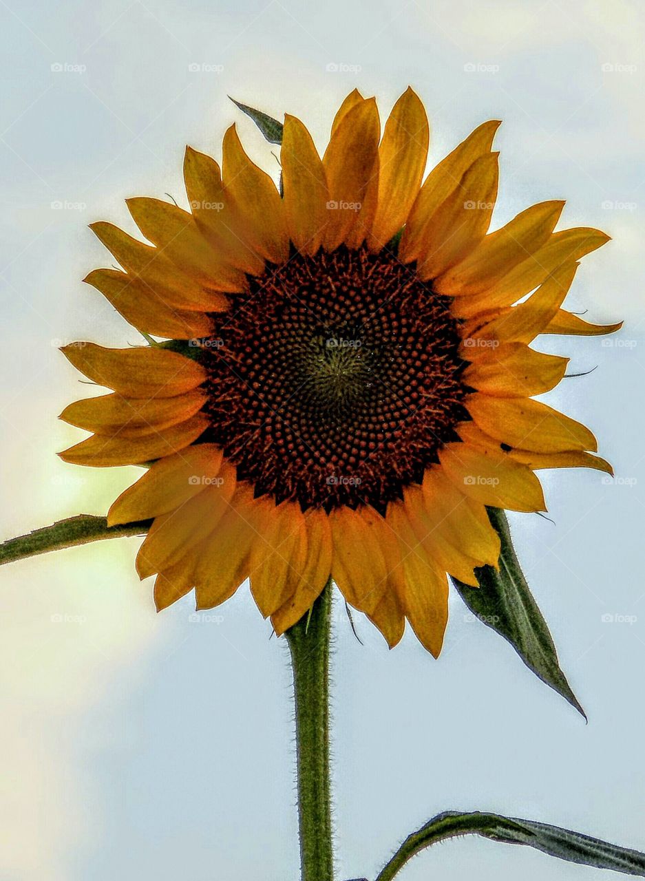 Beautiful Sunflower with bee