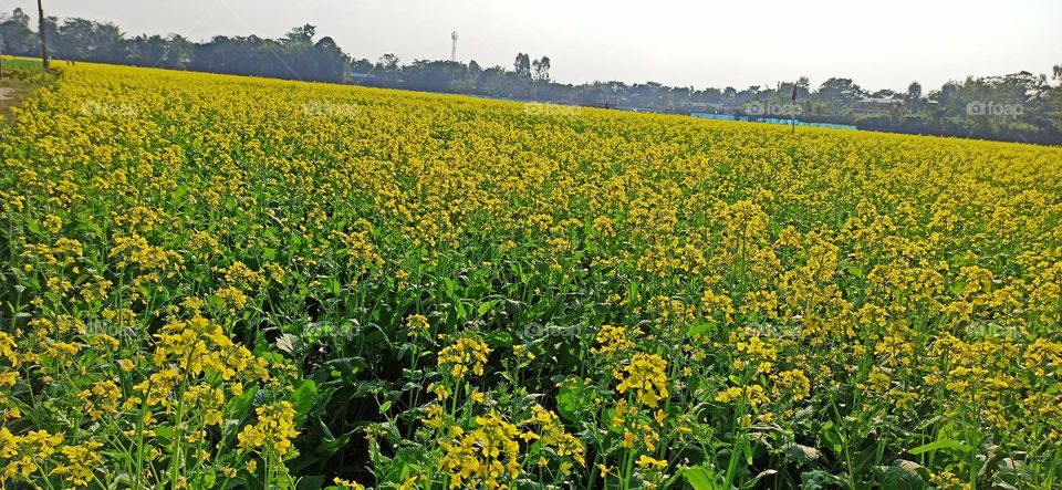 Mustard field