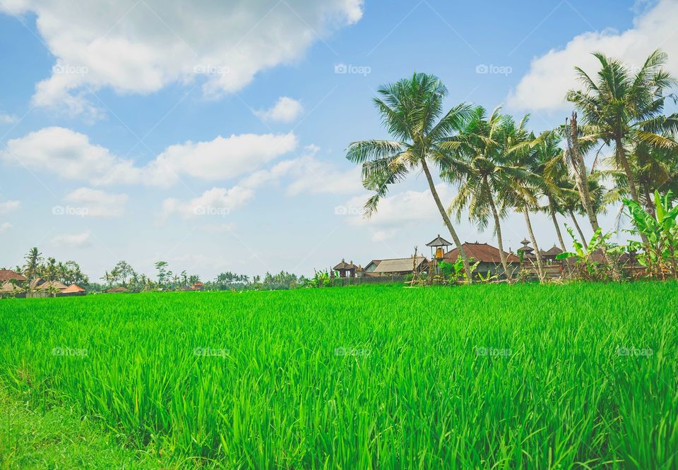 Rice paddies 