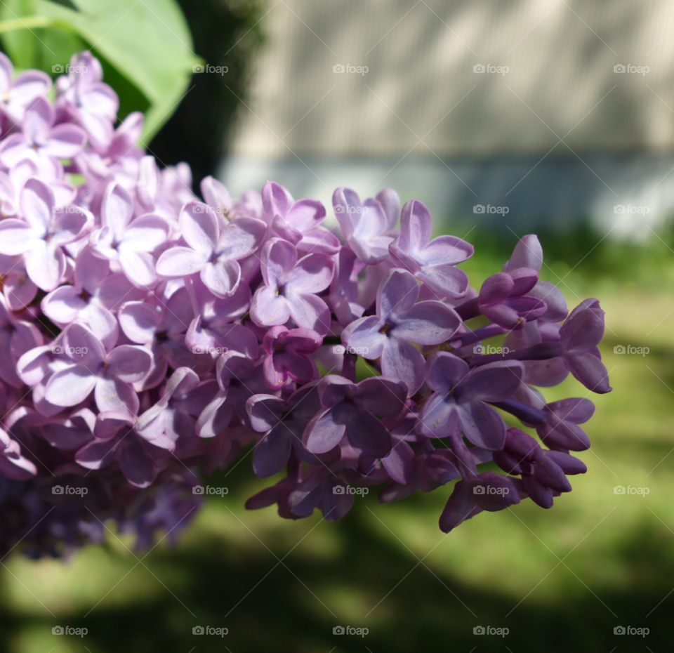 Syringa (Lilac)