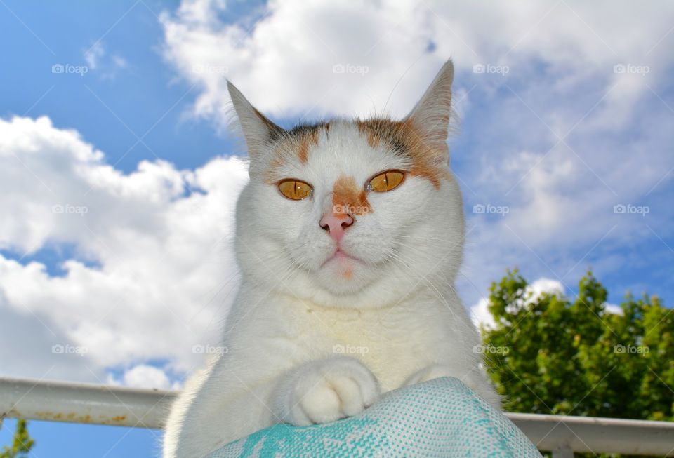 cat pet on blue sky and clouds summer