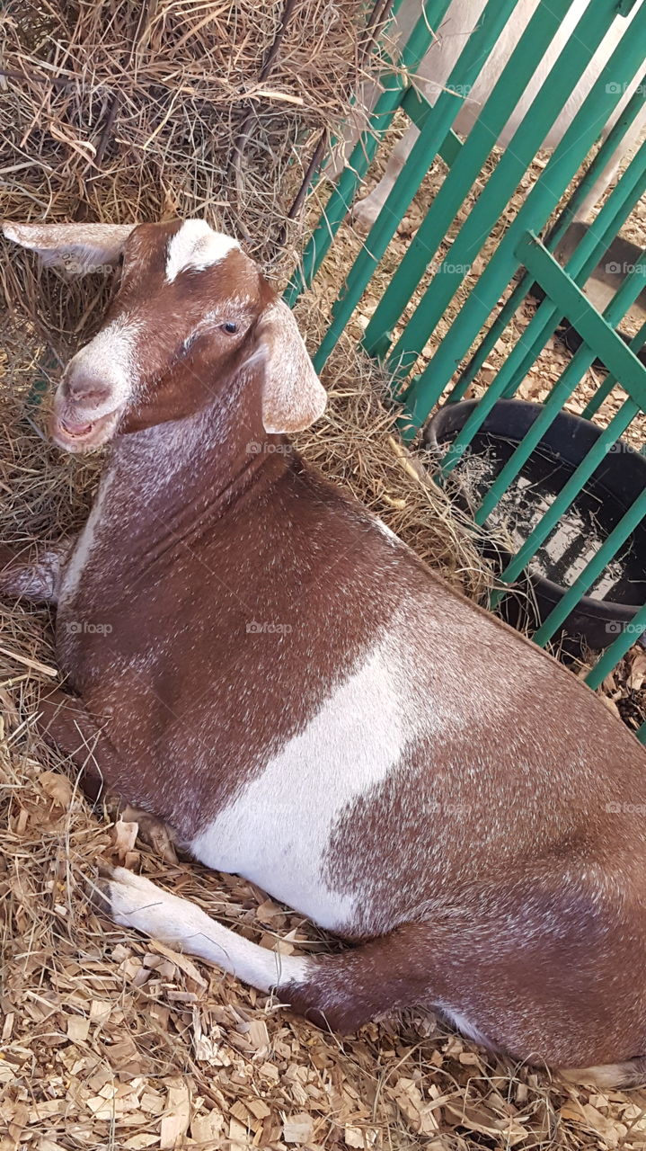 goat resting in the hay