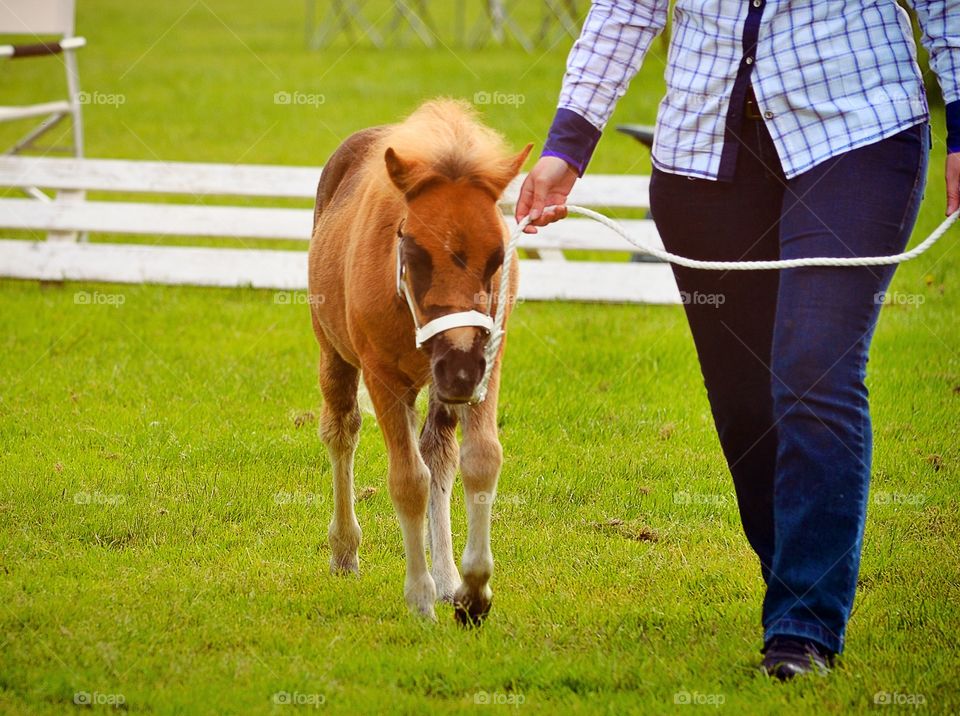 Foal show