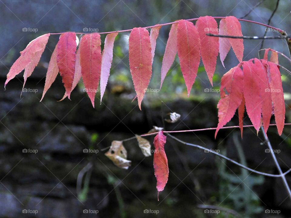 Fall Back by zazzle.com/fleetphoto