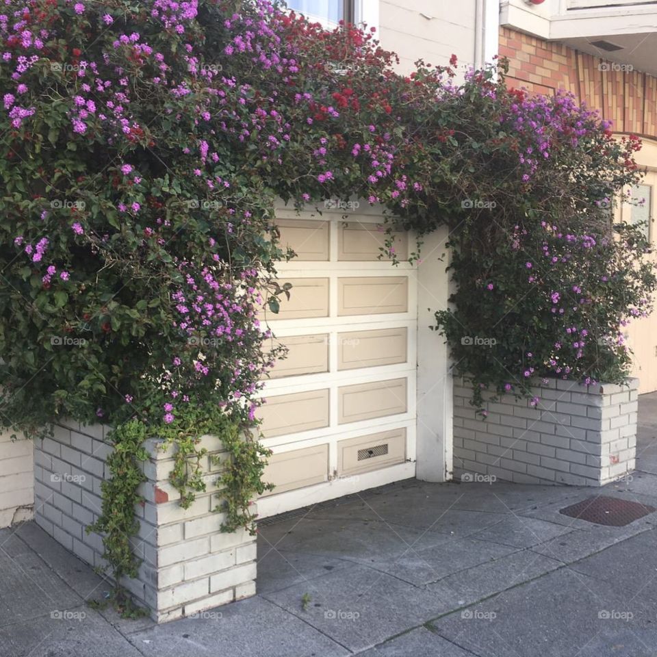 Purple flowers over a garage door 