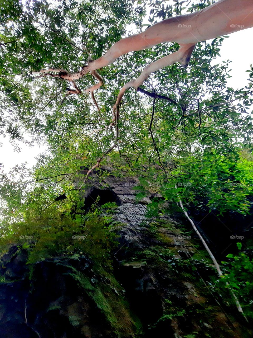 Rock cliff in the woods