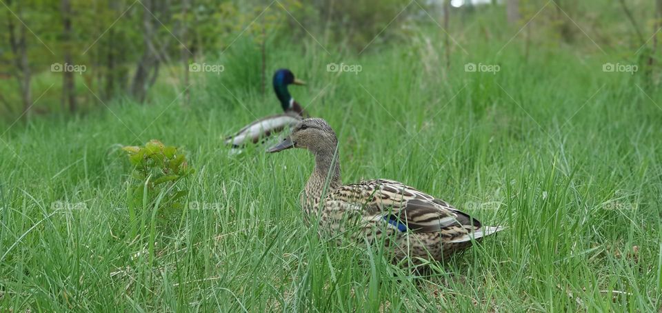 Ducks, close & personal