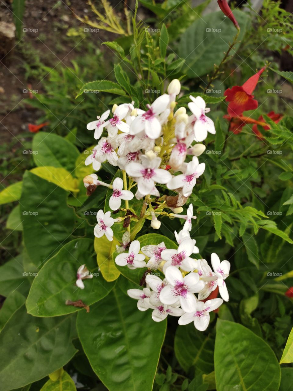 Jasmine Flowers🌼🌼🌼
🌿🌿🌿🌿🌿
Grooming Beauty
Amazing Flora