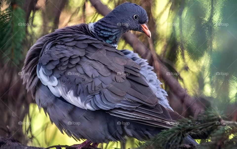 Păsările nu sunt definite de restricții, ci sunt definite de libertate, de aripi și de zbor.