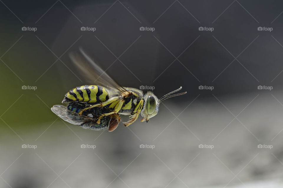 sand wasp