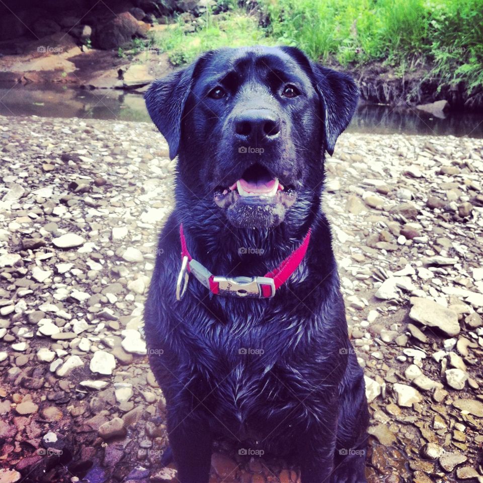 Paige on a walk in the river 