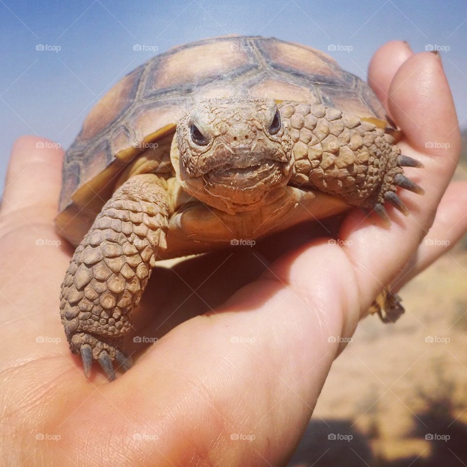 Desert Tortoise