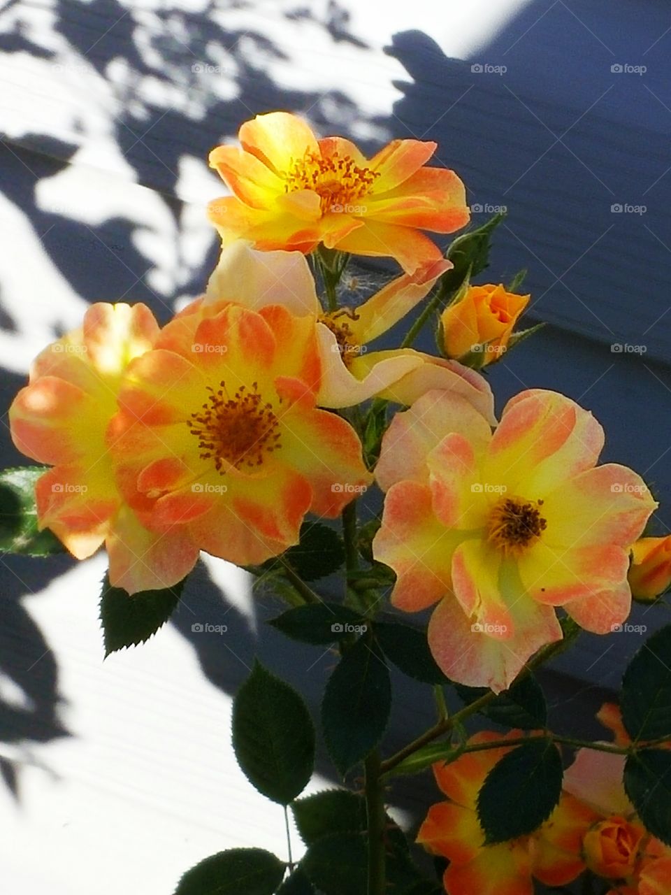 Orange Roses