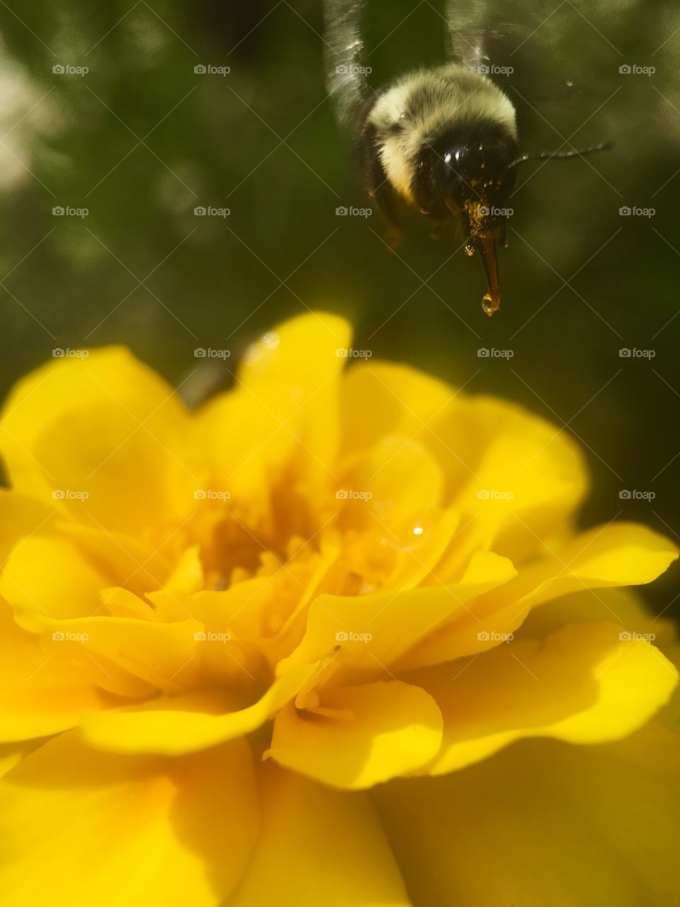 Bee flying over a flower with honey dripping out of it mouth