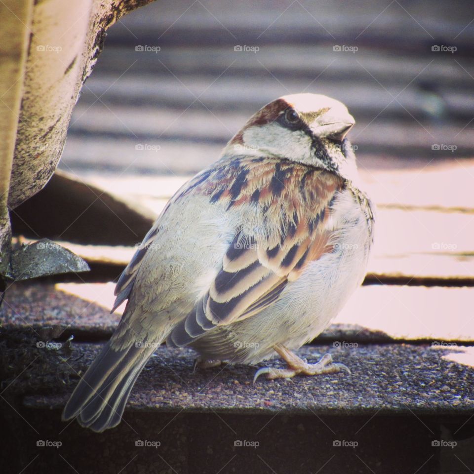 Sparrow on my roof 